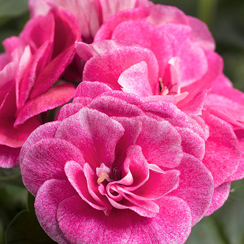 빈티지 로즈(Vintage Rose)