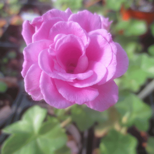코리엔테 썸머 로즈 라일락(lvy-Corriente Summer Rose Lilac)